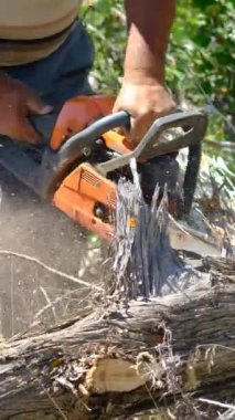 Ağaçları kesmek, doğayı korumak, iklim krizi, ormanların tahrip edilmesi, testereyle odun kesmek, odun kesmek, balta, oduncu adam.