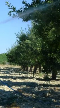 Yaşlı adam elma ağacına sprey sıkar, bahçeye bahçe bakımı yapar, yeşil ağaçlara sprey sıkar, bahçeye ilaç sıkar, traktörle bahçeyle uğraşır.
