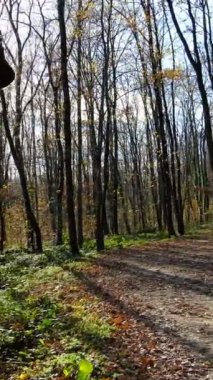 Erkek arkasını dönüp yolda yürürken, sırtında sırt çantası olan genç bir adam sonbaharda gelen ormandaki kuru ağaçların arasında yolda yürüyor.