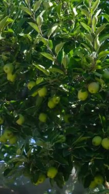 Bahçeyle ilgili bakım, yeşil ağaçlar, bahçeye ilaç püskürten adam, traktörle bahçeyle uğraşan adam.