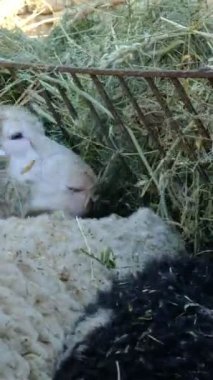 Koyunlar sarı otları yer, koyun sürüsü yer, koyun sürüsü kuru otları yer, kuzular ahırda, et ve süt hayvanları