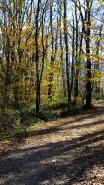 Sonbaharda ormanda koşan paltolu genç bir adam, sarı yapraklı ağaçların arasında spor yapan bir adam, bir doğa parkı.