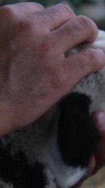 Male hand loving piebald lamb, love of animals, image of male hand loving his mottled lamb, friendship with cute animals