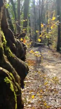 Sonbaharın güneşli bir gününde sırt çantalı genç bir adam yürüyüş yapıyor. Kamp sporcusu.