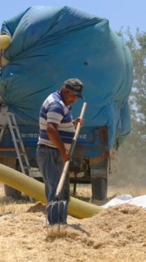 Saman toplama işinde çalışanlar, bir yığın sarı saman, ilkel çiftçilik, traktöre saman çekme makinesi...,