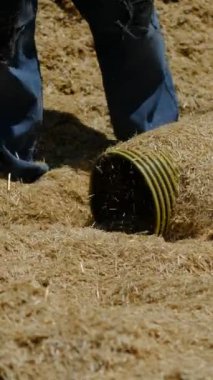 Saman çöpünü borunun ağzına getir, sarı bir saman yığınını temizle, ilkel çiftçilik.