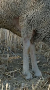 Koyunların yakın plan görüntüsü, otlayan hayvanlar, yünlü kuzular birlikte dolaşıyorlar, etleri için üretilen hayvanlar, yeşil alanda üretilen koyunlar, tarım ve çiftlik hayvanları 