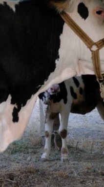 İnek sever çiftçiler, sığır ve süt hayvanları, ağaçla bağlanmış inekler, karbon ayak izi, tarım ve çiftlik hayvanları