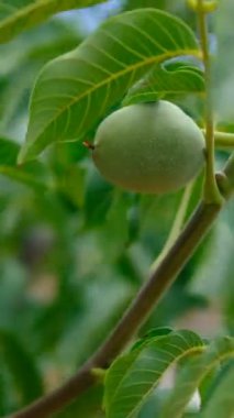 Çiğ ceviz ağacı, yeşil yaprakların arasında ceviz ağacı, dalda yeşil kabuklu ceviz manzarası