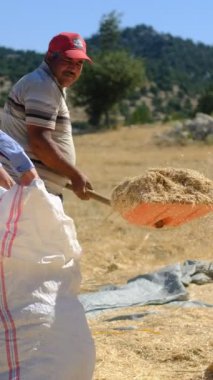 Samanları dolduran çiftçiler, ilkel tarım insanları, az gelişmiş taşra işçileri, saman koleksiyonu, tarım işçileri.