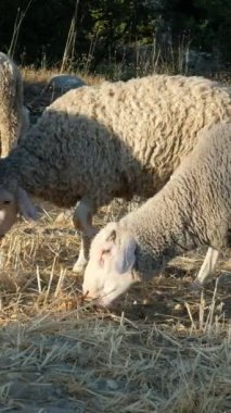 Koyun sürüsü ve koç sürüsü topraktan beslenir, yünlü kuzular birlikte dolaşır, hayvanları eti için üretilir, koyunlar yeşil alanda, tarım ve çiftlik hayvanları 