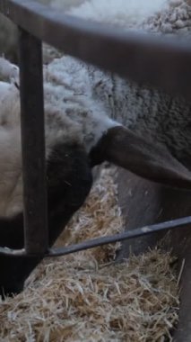Lambs eating hay, image of sheep eating, image of sheep eating hay and forage from iron hunt