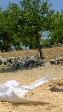 Yabayla saman toplayan çiftçi, saman toplama işinde çalışan işçiler, bir yığın sarı saman, ilkel çiftçilik
