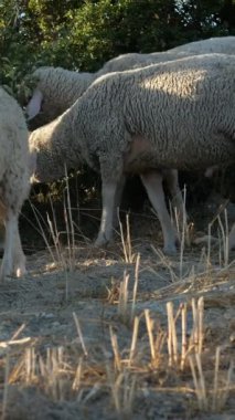 Otlayan hayvanlar, birlikte dolaşan yünlü kuzular, etleri için üretilen hayvanlar, yeşil alanda yetişen koyunlar, tarım ve çiftlik hayvanları. 