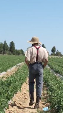 Man inspecting tomato seedlings, image of farmer man working on green tomato seedlings, image of farmer working in green tomato field