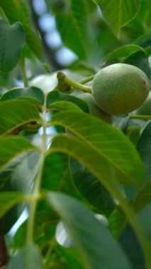 Yeşil ceviz ağacı videoları, büyük yeşil ceviz ağacı, kabuklu ceviz meyvesi, yeşil yaprakların arasında ceviz meyvesi.