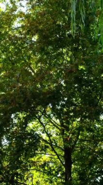 Sallanan rüzgar videoları, doğadaki uzun yeşil yapraklı ağaç, gün ışığıyla vurulan ağaçlar rüzgarla sallanıyor.