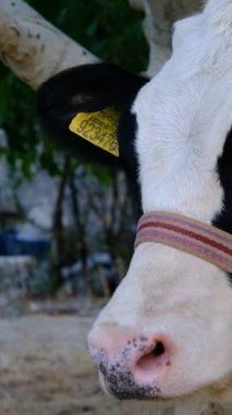 tatlı küçük inek yavrusu, buzağı yüzü yakın planda, doğal köy hayatı, tarım ve çiftlik hayvanları, et ve süt hayvanları