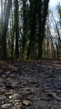 Sırt çantalı kampçı dağda yürüyüş yapıyor, toprak yola düşen kahverengi yaprakların güzel manzarası, doğal çevreyi koruyor.