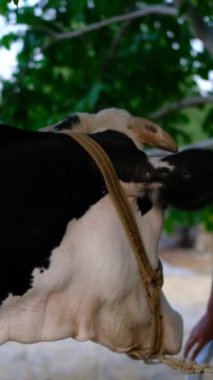 Siyah-beyaz ineği seven genç adam, emziren memeliler, ağaca bağlı süt ineğine sevgi gösteren.