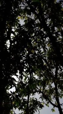 Yapraklar arasındaki güneş ışığı bahçenin içinden güzel görünüyor, ağacın altından güneşe bakıyor.