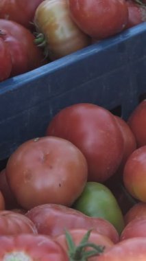 İnsanlar kaliteli ve lezzetli domatesleri, sandığa doldurulmuş kırmızı domatesleri seçiyor. Organik tarım sağlık için iyidir.