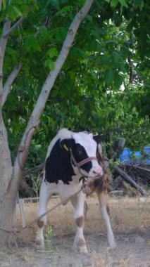 Buzağı bağlı ağaç, siyah beyaz inek, ceviz ağacına bağlanmış sığır, tarım ve hayvancılık, doğal köy hayatı