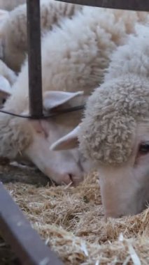 Sheep eating hay, image of white lamb eating hay from iron manger, image of cute white sheep eating