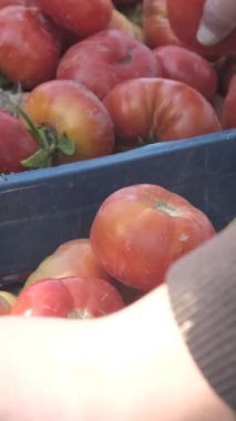 Elleriyle sandığa koydukları organik domatesleri kontrol ediyorlar. Organik tarımla üretilen sebzeler sağlıklı.