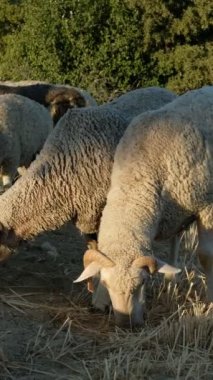 Gün batımında otlayan koyun sürüsü, yünlü kuzular birlikte geziyor, etleri için hayvanlar üretiliyor, yeşil tarlada koyunlar, tarım ve çiftlik hayvanları. 