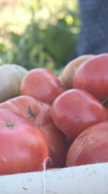 Plastik kovada kırmızı ve taze domatesler var, çiftçiler bahçeden taze sebzeleri kovalara koyuyorlar, organik tarım sağlıklı.