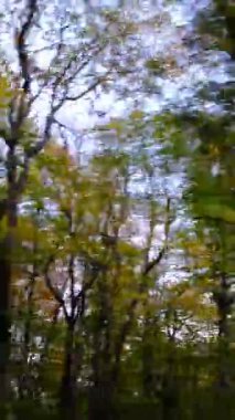 Sonbaharda arabadan ağaçların manzarası, ormandaki renkli ağaçlar çok güzel, doğamızı koruyalım.