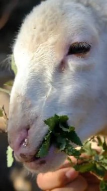 Küçük beyaz kuzunun beslenme görüntüsü, elinde yeşil otla evcil hayvanı besleyen adam, çimen yiyen beyaz koyun görüntüsü