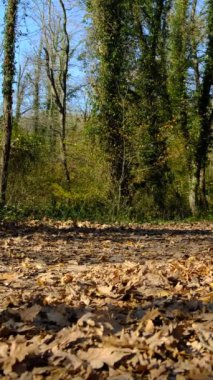 Genç adam sonbaharda ormanın ortasında yürüyor, ağaçlar yapraklarını döküyor veya mevsimlere göre çiçek açıyor.