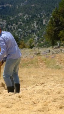 Yabayla saman toplayan genç adam, saman koleksiyonu yapan işçiler, bir yığın sarı saman, ilkel çiftçilik...