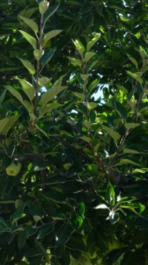 Elma bahçelerinde spreyleme, bahçıvanlık, yeşil ağaçlar püskürtme, bahçede ilaç püskürtme, traktörle bahçe temizliği.