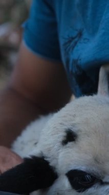Man loving lamb , image of male arm loving the mottled lamb, love for animals, showing love to sweet cute animals video