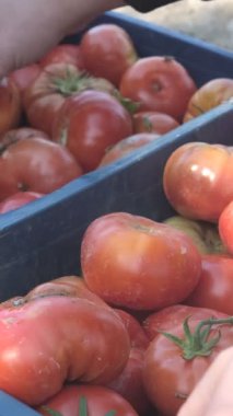 İnsanlar bahçeden dikkatlice seçtikleri domatesleri seçiyorlar. Tarım insanlar için önemli bir iş.
