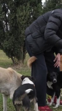 Serseri hayvanlarla oynayan genç bir adam, bir sürü köpeği seven bir adam, evcil hayvanlarla eğlenebilir.