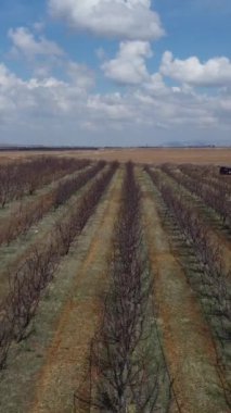 Parçalı bulutlu bir günde yapraksız bir meyve bahçesinin üzerinde drone görüntüsü, yeryüzünün havadan görünüşü, boş tarım arazisinin yanındaki kurumuş dallarla meyve bahçesi manzarası.