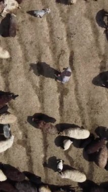 Çiftçiler, koyunlarını ahırda büyütürken, koyunlarını ahırda bekleyen çiftçilerin tepeden bakan görüntülerini izliyorlar.