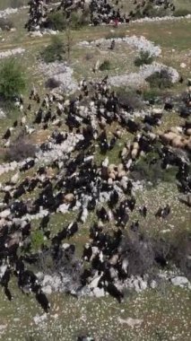 Otoyolun yanındaki bahçede gezinen keçilerin havadan görünüşü göç yolunda hareket eden göçebelerin yukarıdan görüntüsü.