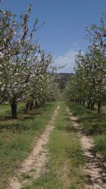Çiçek açan elma bahçesinin harika manzarası dron tarafından kapatılmış, ilkbaharda çiçek açan meyve tarlasına yakın, bahar mevsiminde ağaçlar çiçek açar ve yerler yeşile döner.