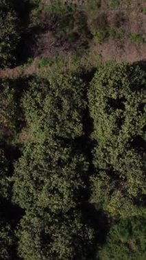 Vadide meyve ağaçları olan tarlaların havadan görünüşü, güzel bir günde yeşil tarlaların manzarası, meyve ağaçlarının drone görüntüsü.