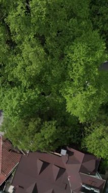 Historical sycamore trees on city, drone view of leaves of a century old plane tree, touristic historical trees in the wooded area, Ottoman-made old villages in natural green forest