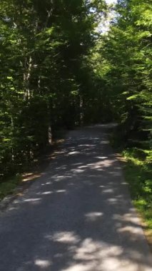 Ormanın ortasında giden arabanın hava görüntüsü, Zigzag Yolu 'nun Orman' ın arasındaki insansız hava aracı görüntüsü, Orman 'ın güzel görüntüsü.