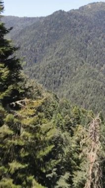 Yeşil bir ormanın insansız hava aracı tarafından bir hava saldırısı yapıldı. Dağların, yeşil tepelerin ve doğal çevrenin insansız hava aracı görüntüsü.