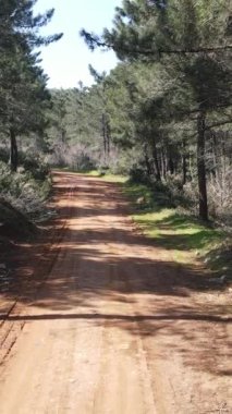 Hava aracı çevresi. Doğal iklim ormanı ağaçları. Yüksek kalite.