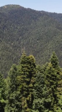 Yeşil bir ormanın insansız hava aracı tarafından bir hava saldırısı yapıldı. Dağların, yeşil tepelerin ve doğal çevrenin insansız hava aracı görüntüsü.