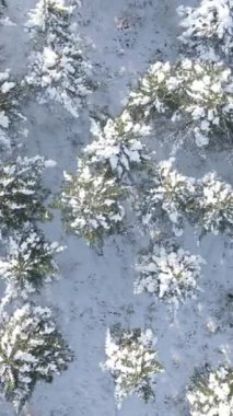 Kış ormanı ve karla kaplı yüksek dağlar, karlı tepelerin havadan görünüşü, beyaz bulutlu mavi gökyüzü, karda yeşil ve mavi köknar ağaçları